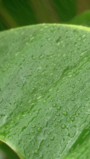 实拍芭蕉叶上的雨水39秒视频