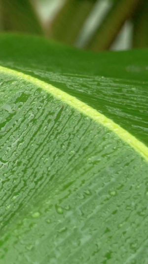 实拍芭蕉叶上的雨水39秒视频