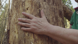 手部特写抚摸树环保主题23秒视频