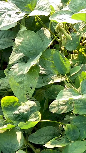 有机新鲜黄豆种植毛豆角30秒视频