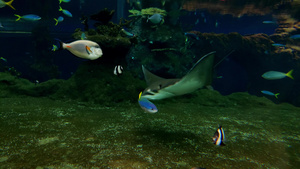 不同的美丽多彩的鱼在水中游泳19秒视频