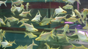 进行了异国情调装饰的水族馆中的热带鱼9秒视频