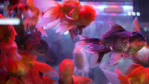 水族馆中热带鱼17秒视频