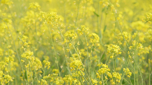 春天的油菜花[秋天里]视频