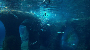 水下摄像头的视图企鹅游泳吃鱼18秒视频