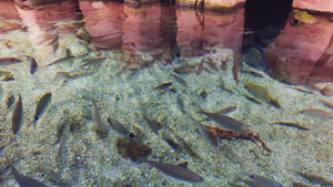 深蓝色深水中的彩色鱼群8秒视频