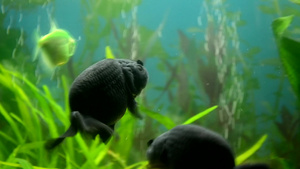 黑金鱼在水中捕食食物34秒视频