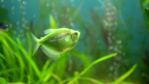 含有绿色植物的美丽淡水水族馆8秒视频