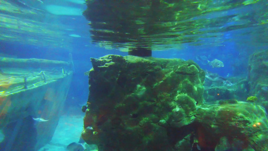在水族馆的珊瑚礁中热带鱼类在背景中游动视频