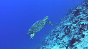 在热带珊瑚礁墙上游泳的红海鹰标海龟15秒视频