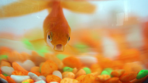 一只孤单的小金鱼在鱼卵中用充满活力的多彩宝石13秒视频