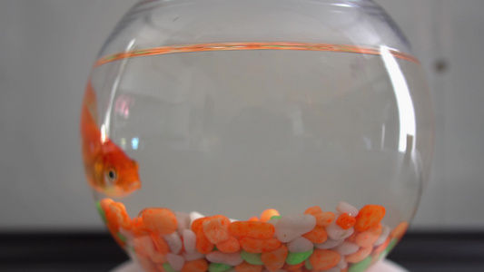 美丽的金鱼在透明的水族馆中游泳视频