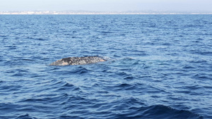 在美国加利福尼亚州观鲸之旅期间从海洋中的灰鲸船欣赏10秒视频