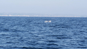 美国加利福尼亚州海洋灰鲸10秒视频
