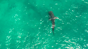 在清蓝的海水中鲸鲨和海豹19秒视频