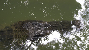 河口鳄鱼躲在水里8秒视频