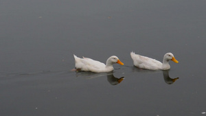 鸭鸟水海鸟鹅天鹅鸭科或水禽涉水鸻科连续漂浮在湖水面上27秒视频