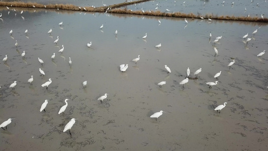 在BukitMertajam的泥土中捕鱼的白食鸟视频