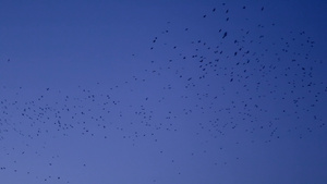 蓝天上飞翔的鸟群16秒视频