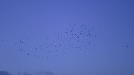 鸟群飞翔在黄昏的黑暗天空背景下迁徙视频