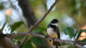 树上的小鸟飞扇尾捕猎者20秒视频