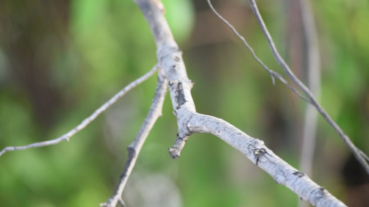 树上的小鸟飞扇尾捕猎者视频