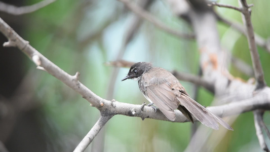 树上的小鸟飞扇尾捕猎者视频