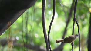 在树枝上站立的小鸟21秒视频
