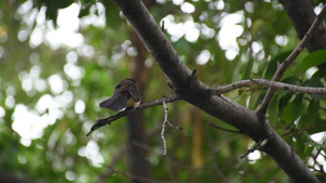 树上的小鸟飞扇尾捕猎者28秒视频