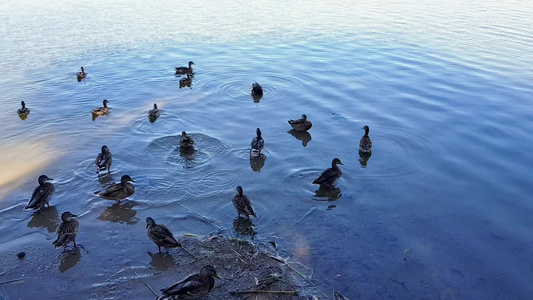 湖边的野鸭视频