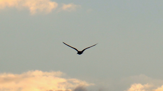 海鸥在日出天空中飞翔视频