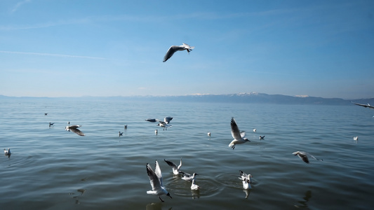 海鸥在水面上奥赫里德湖视频