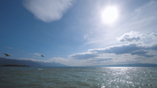 海鸥在奥赫里德湖海岸飞行视频