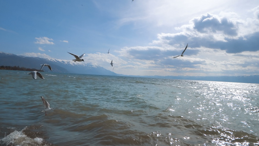海鸥飞越奥赫里德湖上空视频