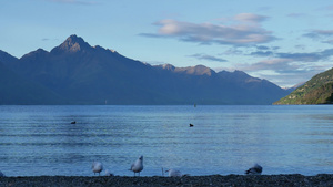 海鸥在清晨蓝天寻找食物在皇后镇瓦卡提普湖12秒视频