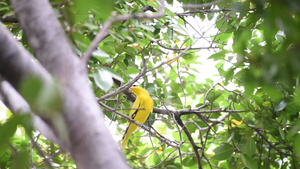 自然野生鸟类29秒视频