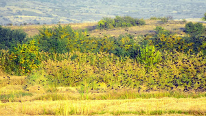 一群鸟俯冲穿过黄色的田野12秒视频