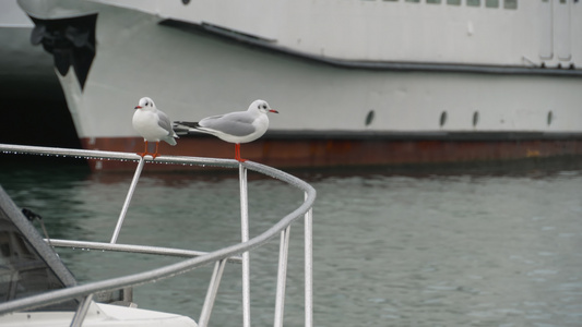 两只海鸥坐在一条船的栏杆上视频