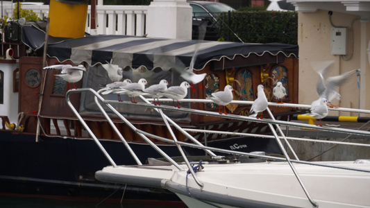 海鸥群聚在一条船的护栏上视频