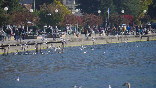 海鸥飞越湖面视频