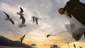 海鸥在日落时在奥赫里德湖码头抢了一块面包15秒视频