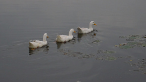 鸭鸟水海鸟鹅天鹅或鸭科统称水禽涉水鸻科游泳漂浮在湿地32秒视频