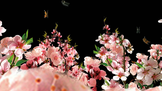透明通道唯美的桃花林穿梭视频素材视频