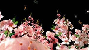 透明通道唯美的桃花林穿梭视频素材20秒视频