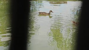 鸭子在人工池塘游泳15秒视频
