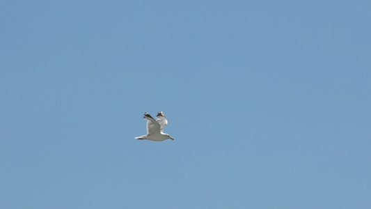 海鸥在天空中飞翔视频