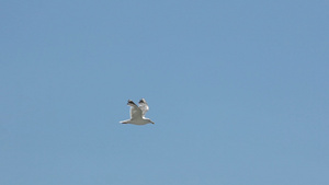 海鸥在天空中飞翔29秒视频