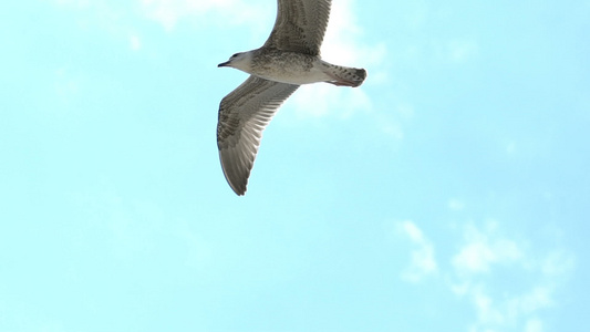 海鸥在天空中飞翔视频