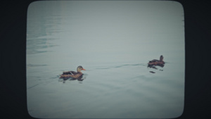 两只小鸭子在湖中游泳6秒视频