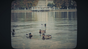在湖中游泳的一群鸭子7秒视频